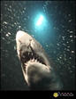 Shark Week - Future Sharks Rated-UR TV Show