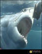 Shark Week - Jaws of The Pacific Rated-UR TV Show